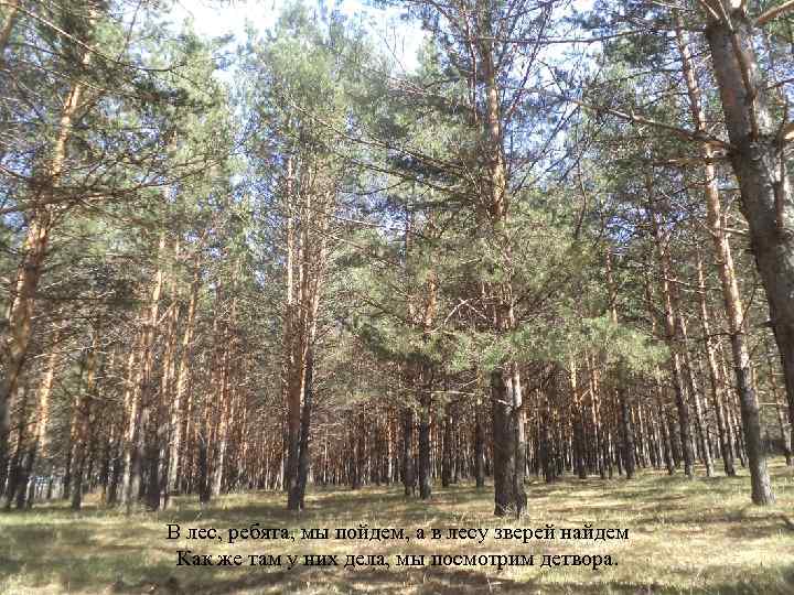 В лес, ребята, мы пойдем, а в лесу зверей найдем Как же там у