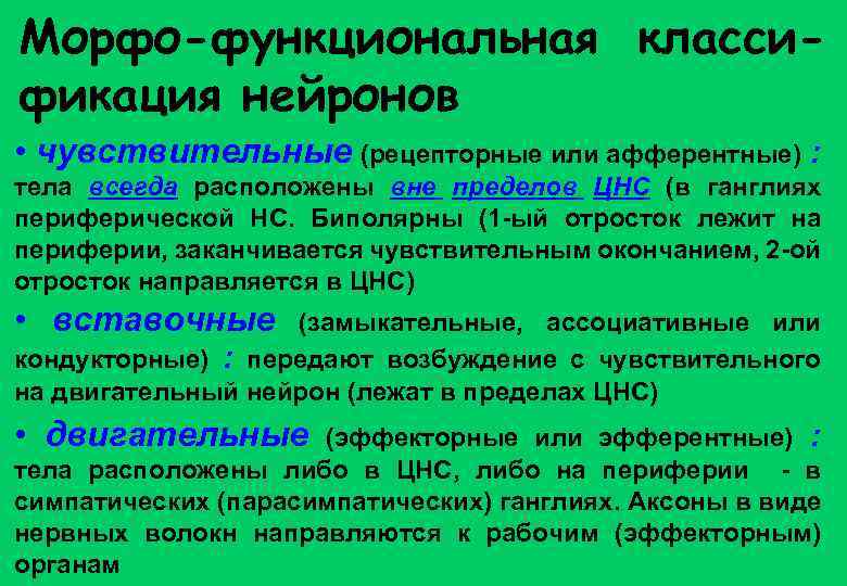 Морфофункциональные нервные клетки. Основные морфофункциональные типы нейронов. Морфо-функциональная связь носа. Описторхозуласч;фикация.