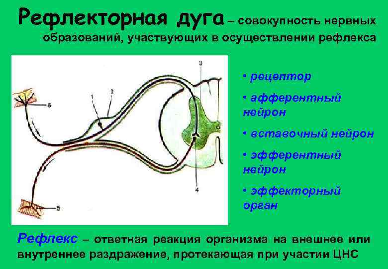 Рефлекторная дуга – совокупность нервных образований, участвующих в осуществлении рефлекса • рецептор • афферентный
