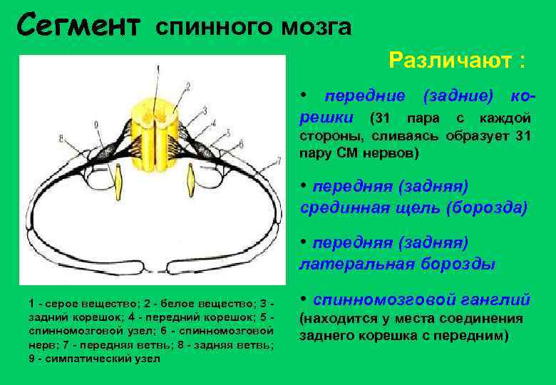 Сегмент спинного мозга Различают : • передние (задние) корешки (31 пара с каждой стороны,