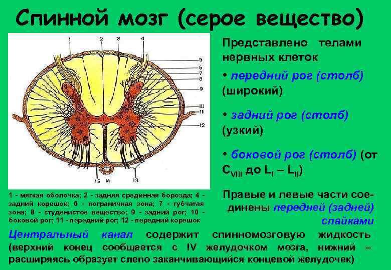 Спинной мозг (серое вещество) Представлено телами нервных клеток • передний рог (столб) (широкий) •