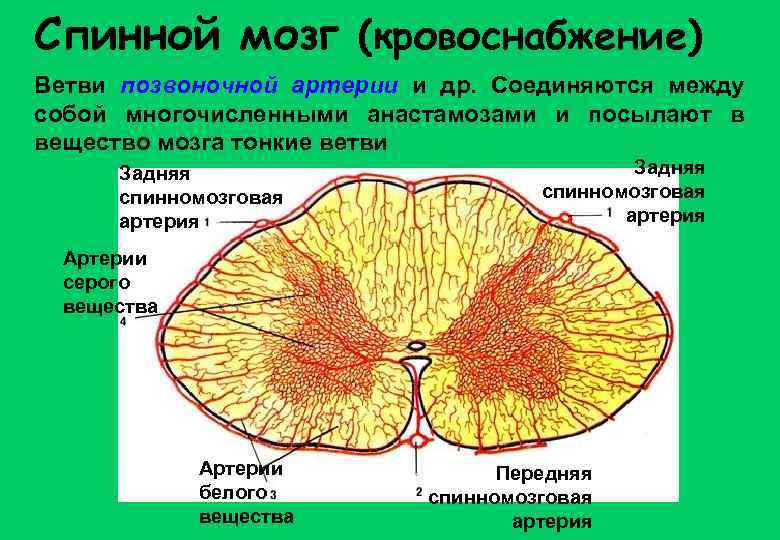 Спинной мозг (кровоснабжение) Ветви позвоночной артерии и др. Соединяются между собой многочисленными анастамозами и