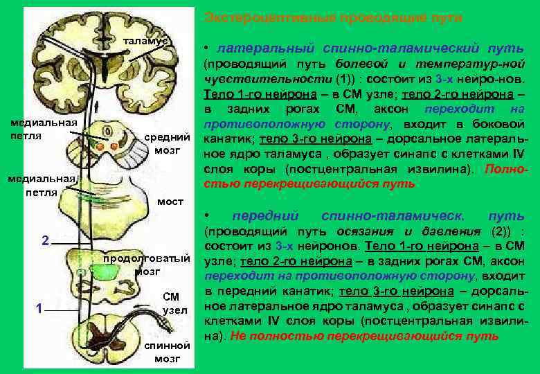Экстероцептивные проводящие пути таламус медиальная петля средний мозг мост 2 продолговатый мозг 1 СМ