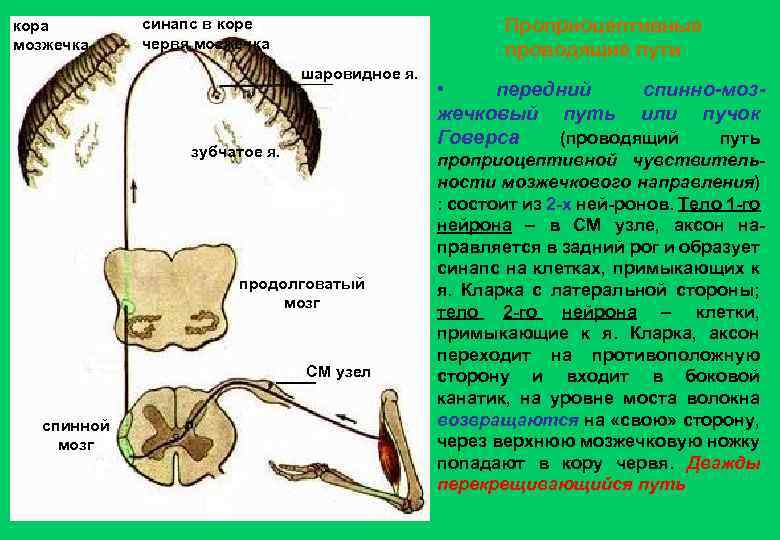 кора мозжечка Проприоцептивные проводящие пути синапс в коре червя мозжечка шаровидное я. зубчатое я.