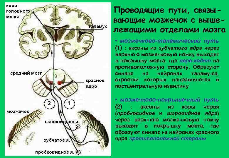 кора головного мозга таламус Проводящие пути, связывающие мозжечок с вышележащими отделами мозга • мозжечково-таламический