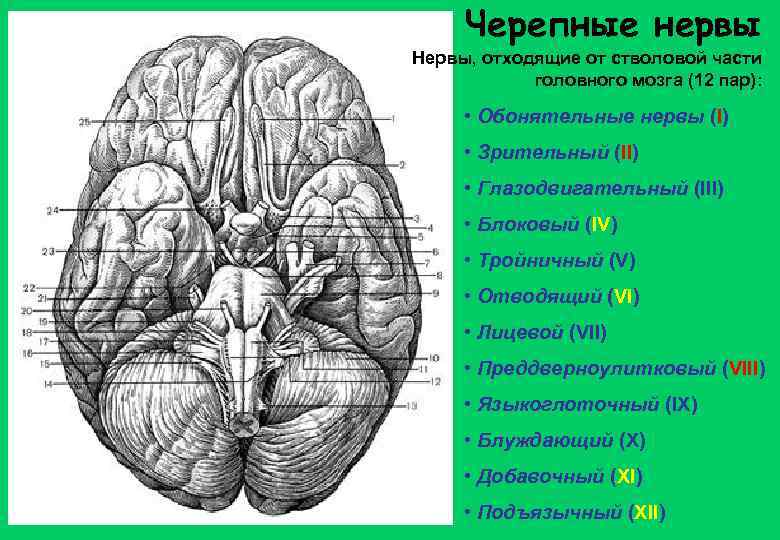 Черепные нервы Нервы, отходящие от стволовой части головного мозга (12 пар): • Обонятельные нервы