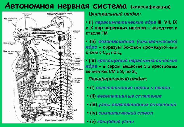 Автономная нервная система (классификация) Центральный отдел: • (i) парасимпатические ядра III, VII, IX и