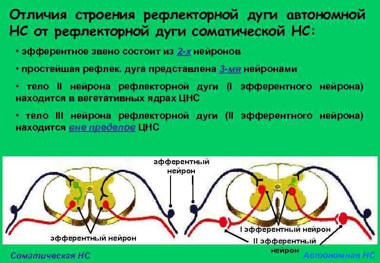 Отличия строения рефлекторной дуги автономной НС от рефлекторной дуги соматической НС: • эфферентное звено