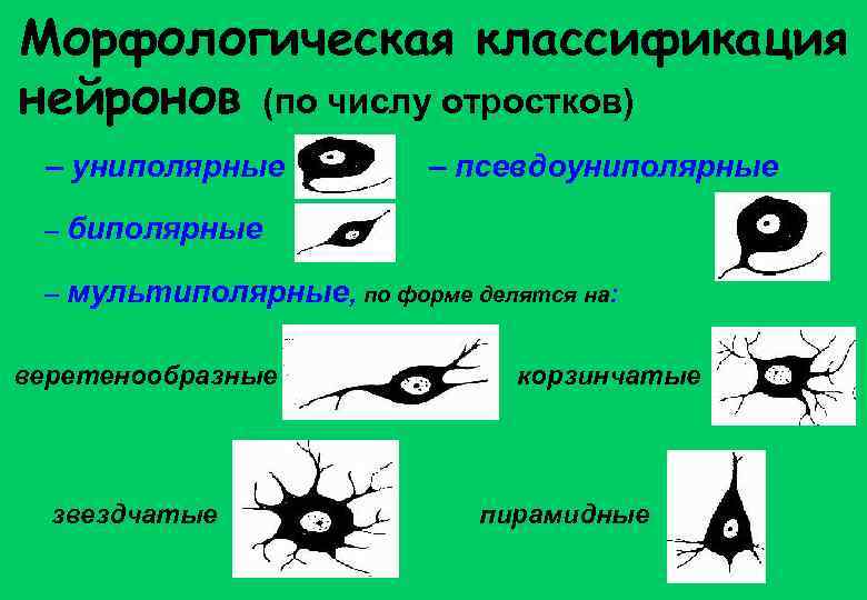 Морфологическая классификация нейронов (по числу отростков) – униполярные – псевдоуниполярные – биполярные – мультиполярные,
