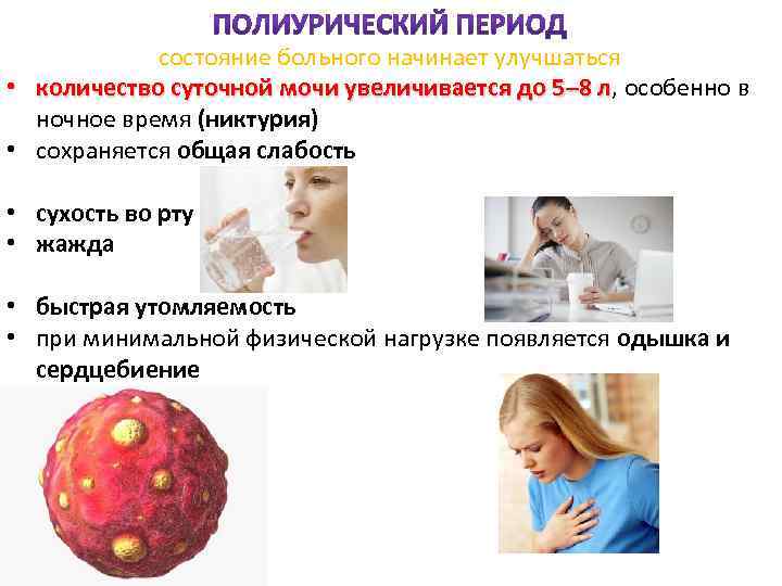 состояние больного начинает улучшаться • количество суточной мочи увеличивается до 5– 8 л, особенно