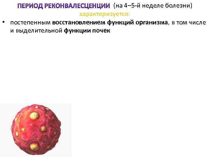 (на 4– 5 й неделе болезни) характеризуется: • постепенным восстановлением функций организма, в том