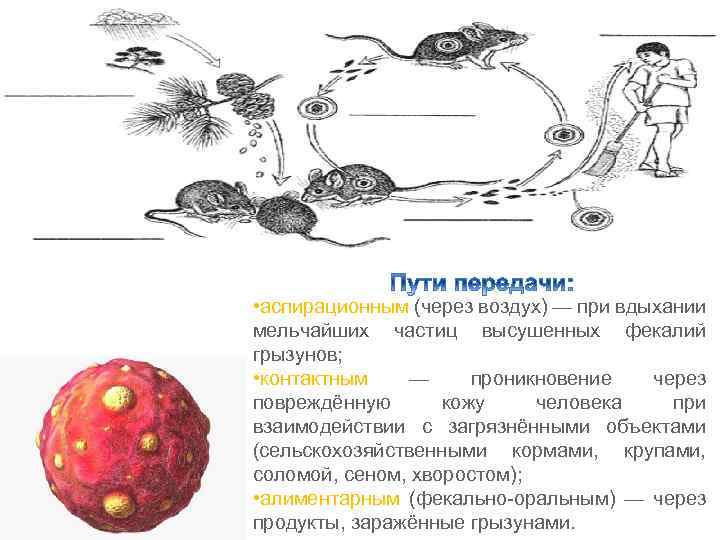  • аспирационным (через воздух) — при вдыхании мельчайших частиц высушенных фекалий грызунов; •