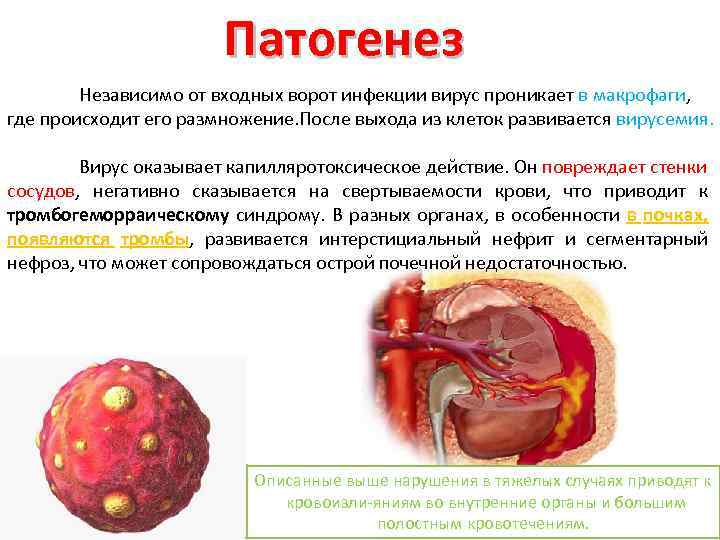 Патогенез Независимо от входных ворот инфекции вирус проникает в макрофаги, где происходит его размножение.