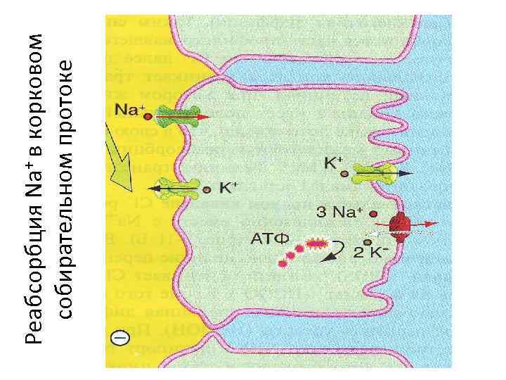Реабсорбция Na+ в корковом собирательном протоке 