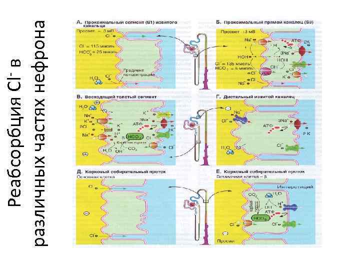 Реабсорбция Cl- в различных частях нефрона 