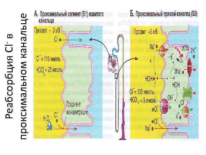 Реабсорбция Cl- в проксимальном канальце 