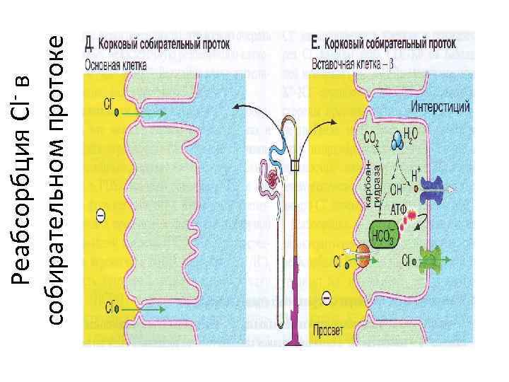 Реабсорбция Cl- в собирательном протоке 