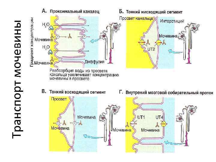 Транспорт мочевины 