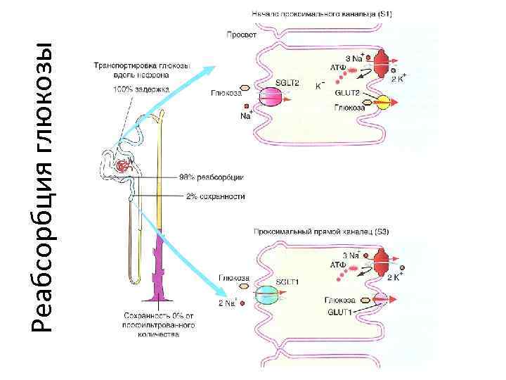 Реабсорбция глюкозы 