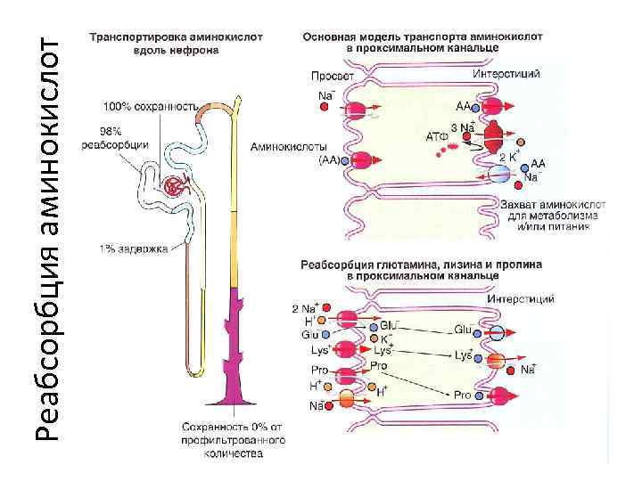 Фильтрация и реабсорбция в почках. Механизм реабсорбции Глюкозы в канальцах нефрона. Реабсорбция аминокислот в почечных канальцах. Реабсорбция и секреция в нефроне. Механизм реабсорбции аминокислот.