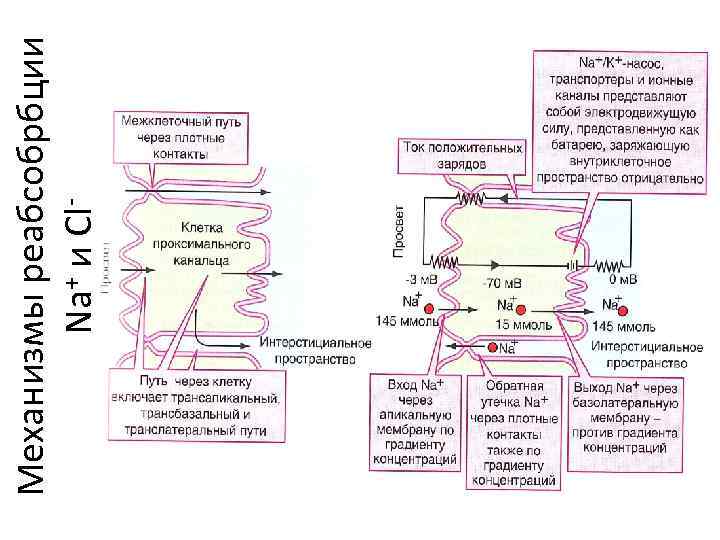 Механизмы реабсобрбции Na+ и Cl- 
