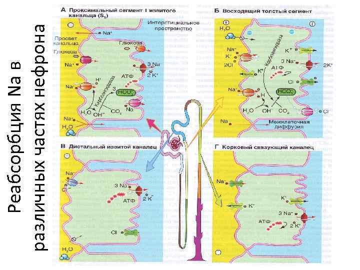 Реабсорбция Na в различных частях нефрона 