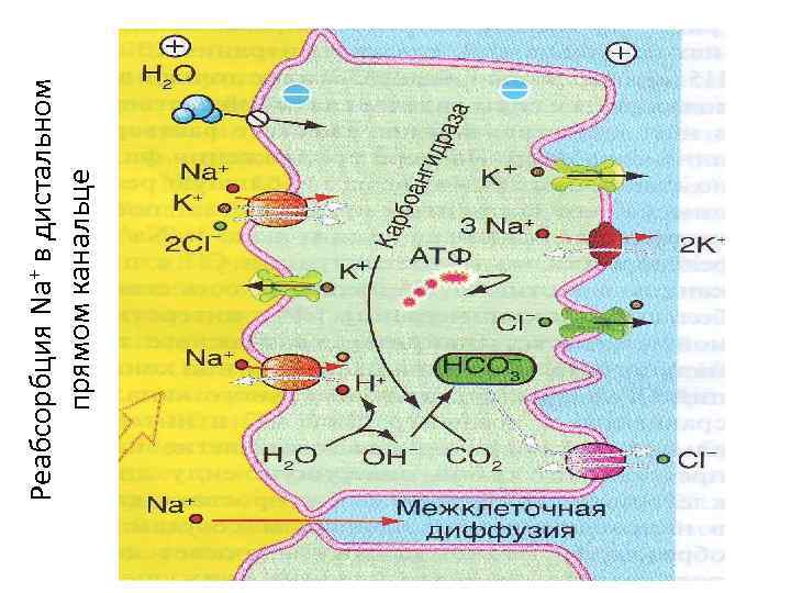 Реабсорбция Na+ в дистальном прямом канальце 