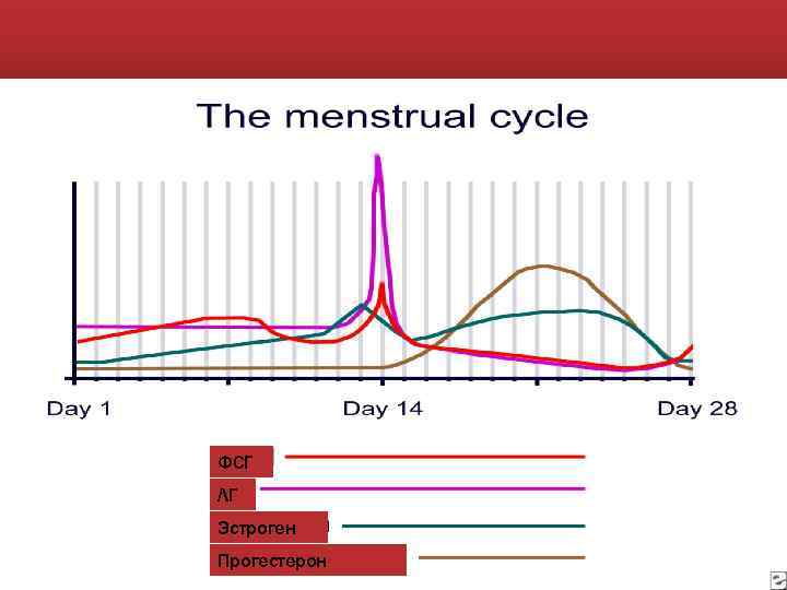 ФСГ ЛГ Эстроген Прогестерон 
