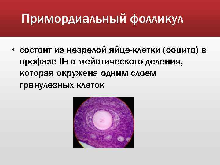 Примордиальный фолликул • состоит из незрелой яйце клетки (ооцита) в профазе II-го мейотического деления,