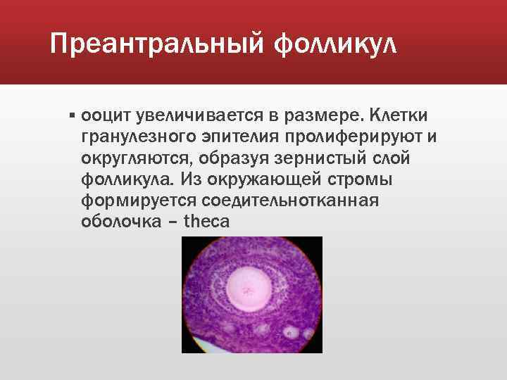 Преантральный фолликул § ооцит увеличивается в размере. Клетки гранулезного эпителия пролиферируют и округляются, образуя
