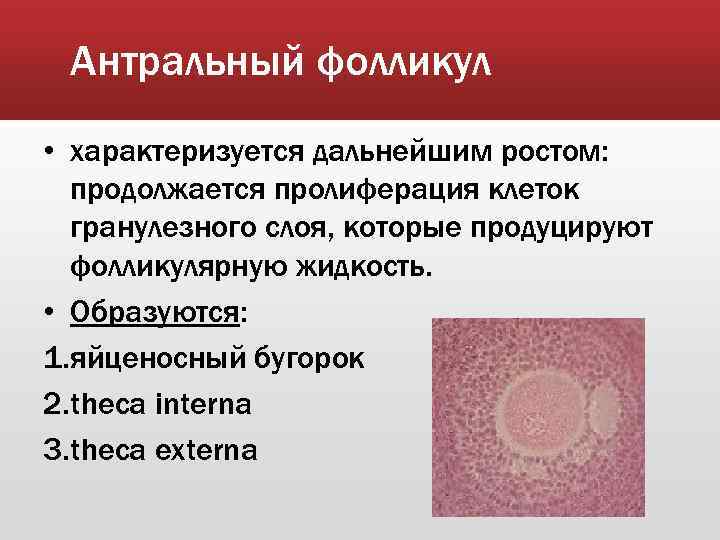 Антральный фолликул • характеризуется дальнейшим ростом: продолжается пролиферация клеток гранулезного слоя, которые продуцируют фолликулярную