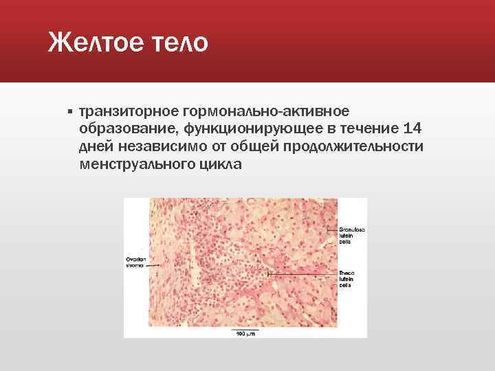Желтое тело § транзиторное гормонально-активное образование, функционирующее в течение 14 дней независимо от общей