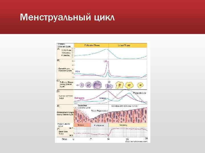 Менструальный цикл 