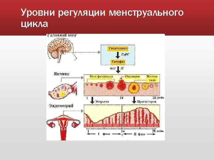 Схема регуляции менструационного цикла