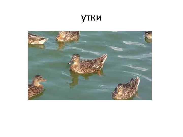 утки 
