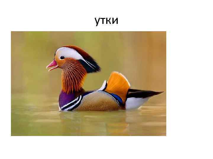 утки 