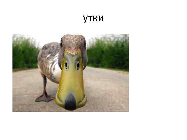 утки 