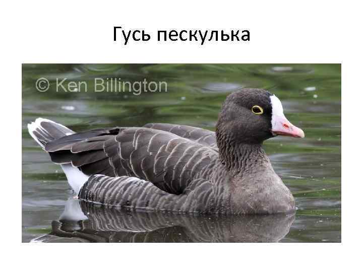 Гусь пескулька 