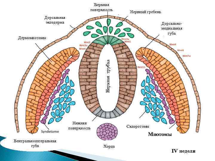 Верхняя поверхность Нервный гребень Дорсальная эктодерма Дорсальномедиальная губа Нервная трубка Дермомиотомы Нижняя поверхность Склоротомы