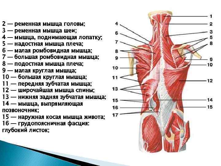 Мышцы воротниковой зоны анатомия картинки для массажа