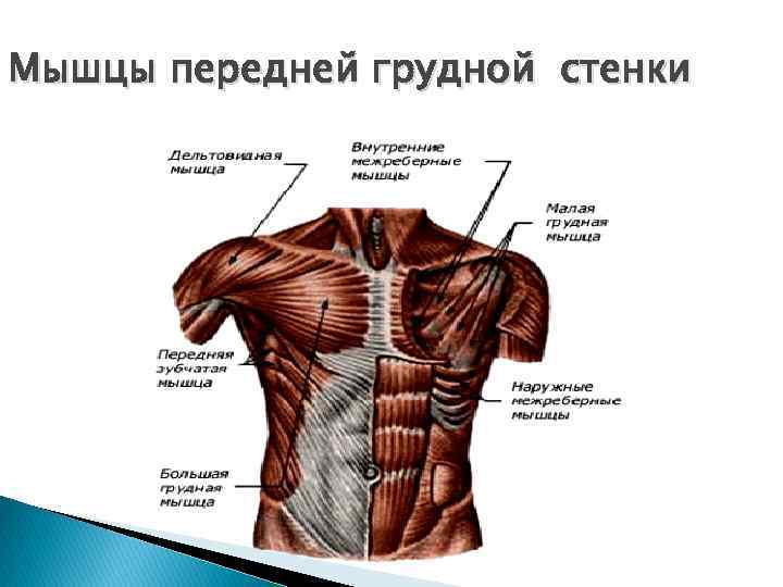 Мышцы передней грудной стенки 