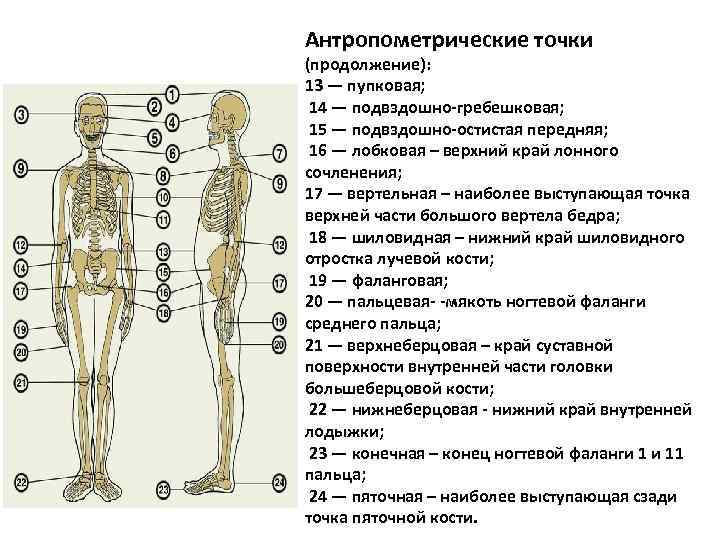 Антропометрические точки (продолжение): 13 — пупковая; 14 — подвздошно-гребешковая; 15 — подвздошно-остистая передняя; 16