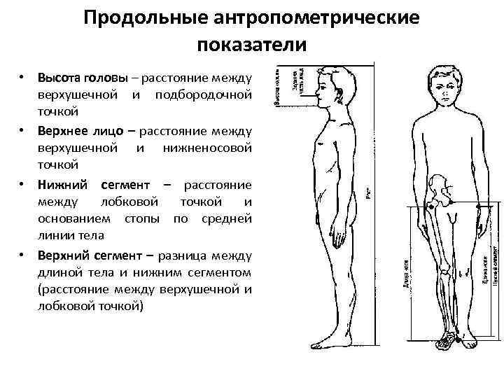 Продольные антропометрические показатели • Высота головы – расстояние между верхушечной и подбородочной точкой •