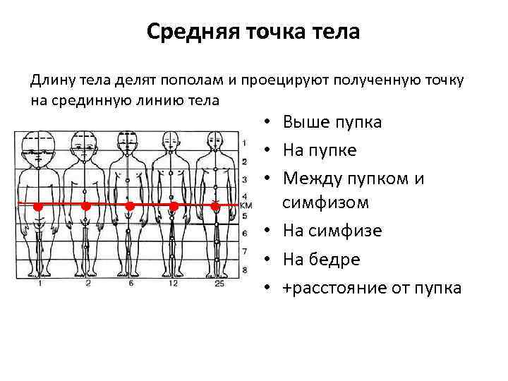 Средняя точка тела Длину тела делят пополам и проецируют полученную точку на срединную линию