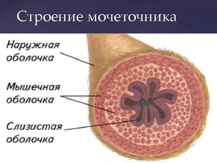 Анатомия мочеточника