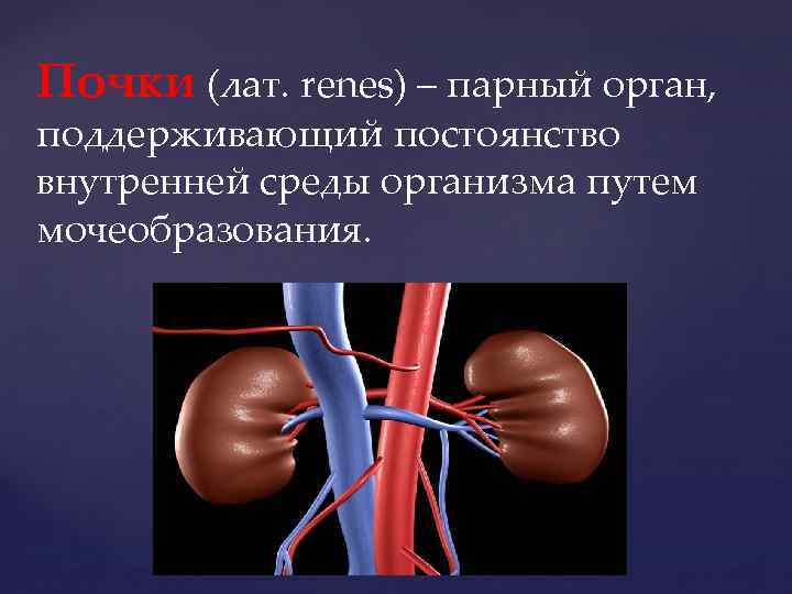 Почки (лат. renes) – парный орган, поддерживающий постоянство внутренней среды организма путем мочеобразования. 