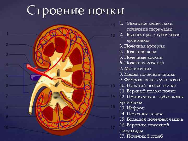 Структура почки. Строение почки почечная пирамида. Строение почки и мочеточника. Строение почек млекопитающих. Строение почки собаки.