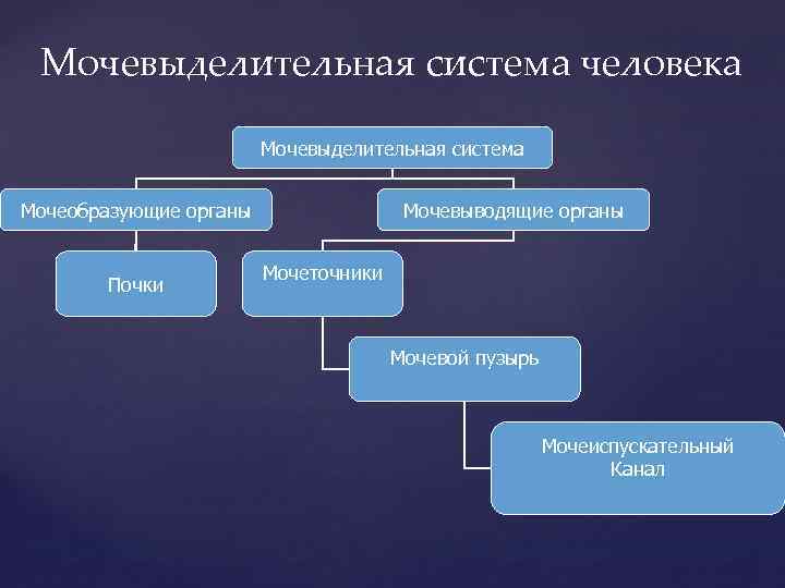 Мочевыделительная система человека Мочевыделительная система Мочеобразующие органы Почки Мочевыводящие органы Мочеточники Мочевой пузырь Мочеиспускательный