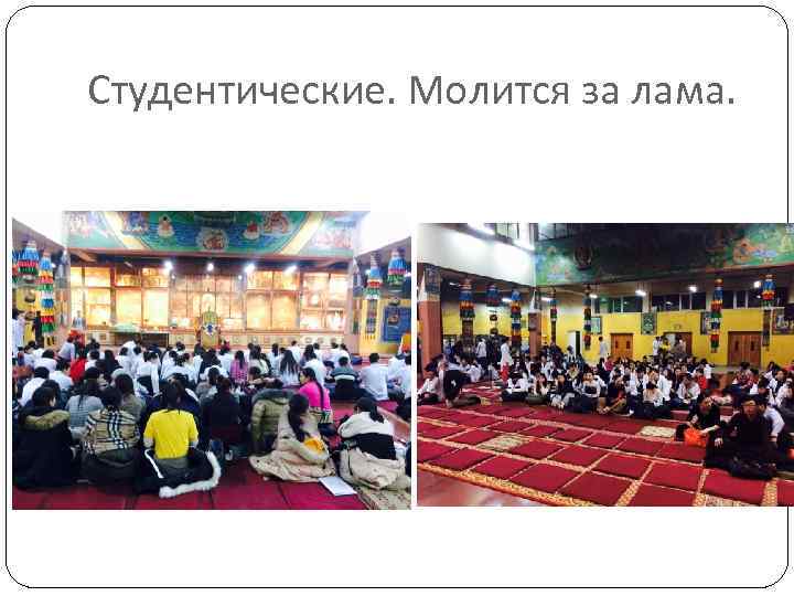 Студентические. Молится за лама. 