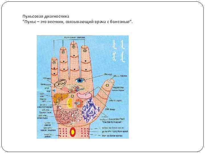  Пульсовая диагностика "Пульс – это вестник, связывающий врача с болезнью”. 